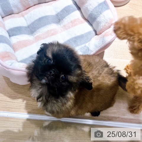ペキニーズの写真