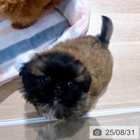 ペキニーズの写真