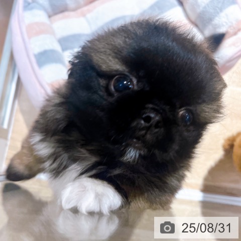ペキニーズの写真