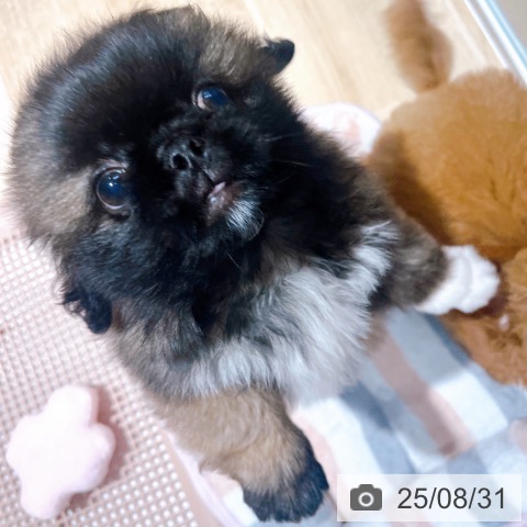 ペキニーズの写真