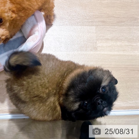 ペキニーズの写真