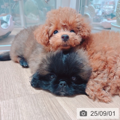 ペキニーズの写真