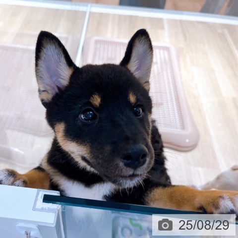 柴の写真