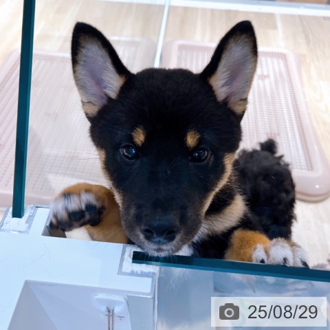 柴の写真