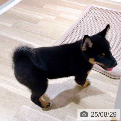 柴の写真
