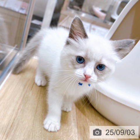 ラグドールの写真