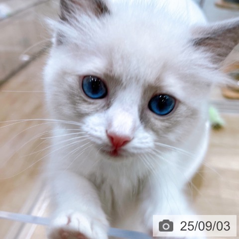 ラグドールの写真