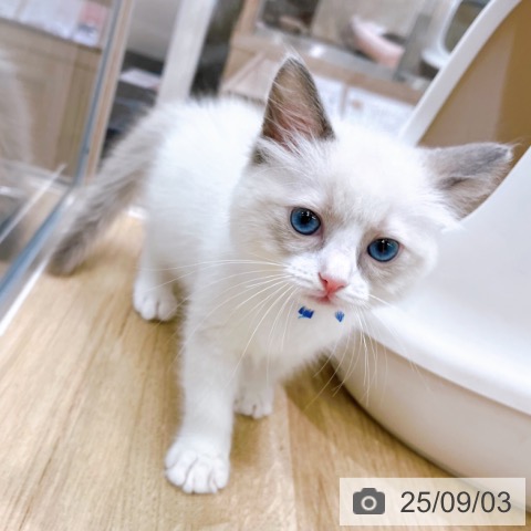 ラグドールの写真