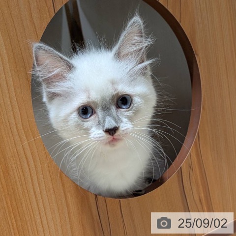 ラグドールの写真