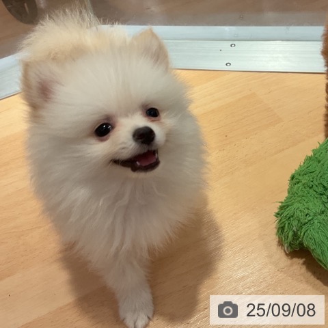ポメラニアンの写真