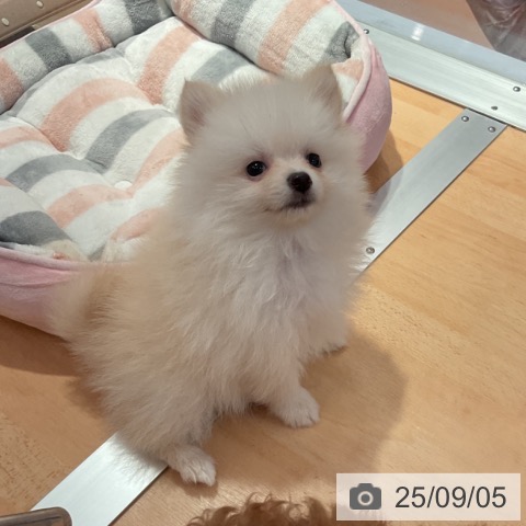 ポメラニアンの写真