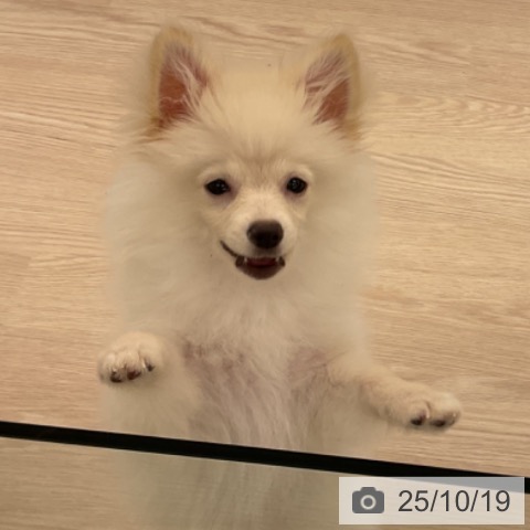 ポメラニアンの写真