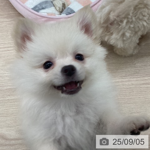 ポメラニアンの写真