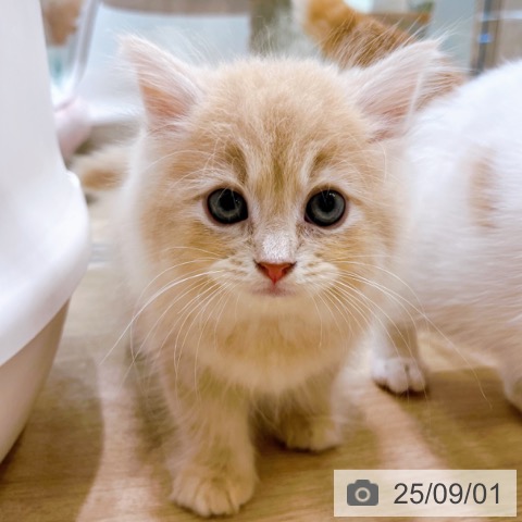 サイベリアンの写真