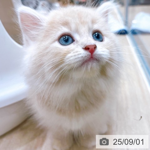 サイベリアンの写真