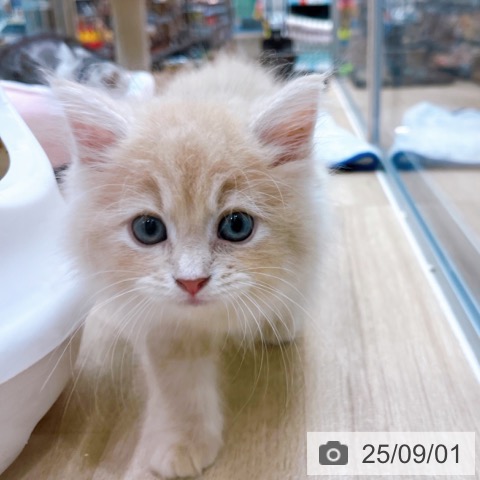 サイベリアンの写真