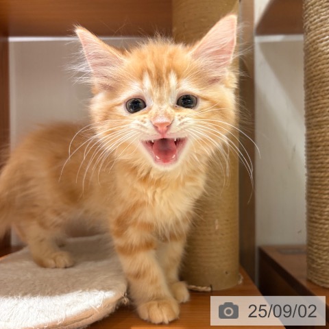 サイベリアンの写真