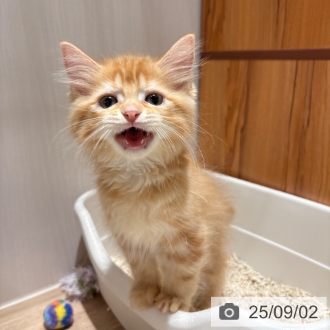 サイベリアンの写真