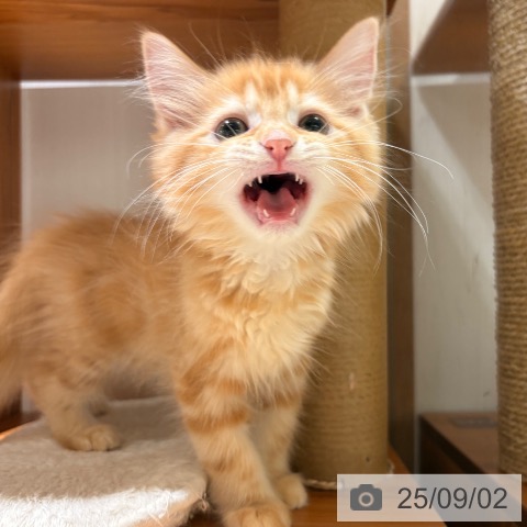 サイベリアンの写真