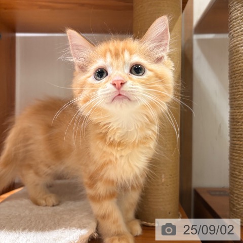 サイベリアンの写真