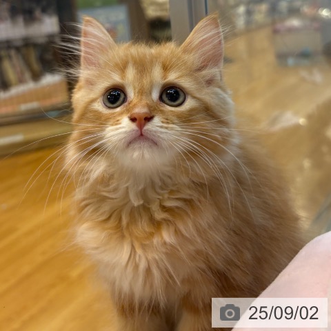 サイベリアンの写真