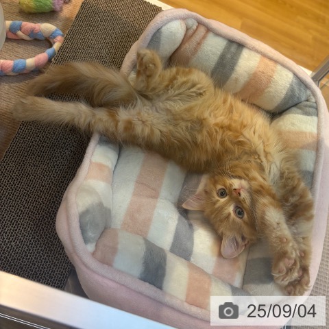 サイベリアンの写真