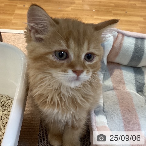 サイベリアンの写真