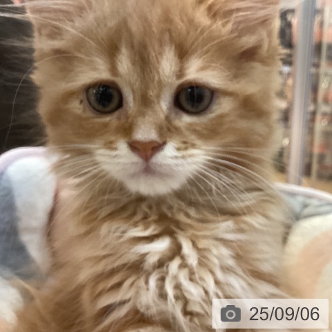 サイベリアンの写真