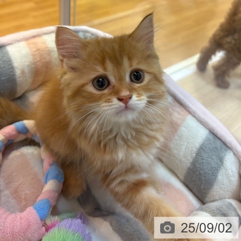 サイベリアンの写真