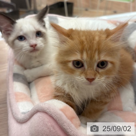 サイベリアンの写真