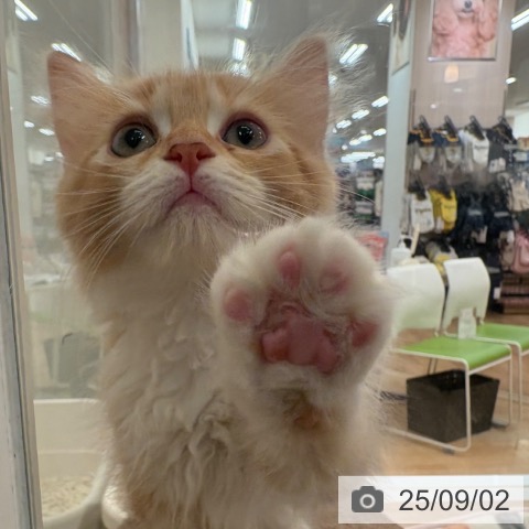 サイベリアンの写真