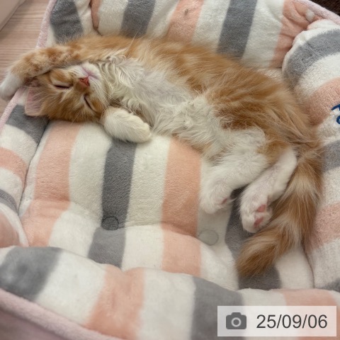 サイベリアンの写真