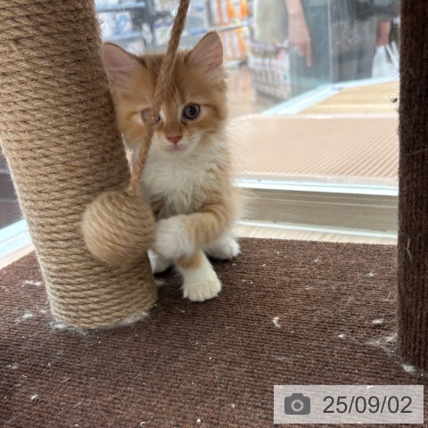 サイベリアンの写真
