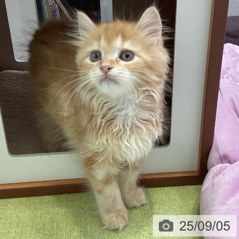 サイベリアンの写真