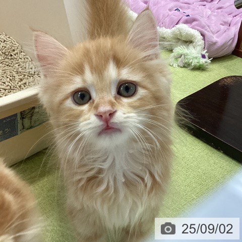 サイベリアンの写真