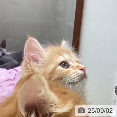 サイベリアンの写真
