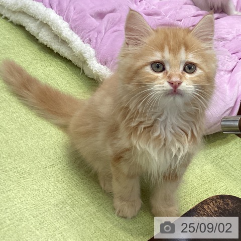 サイベリアンの写真