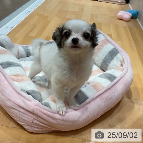チワワの写真