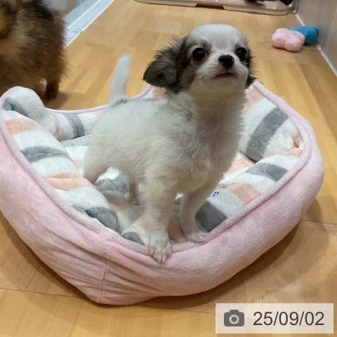チワワの写真