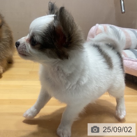 チワワの写真