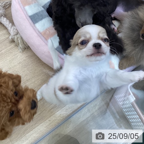 チワワの写真