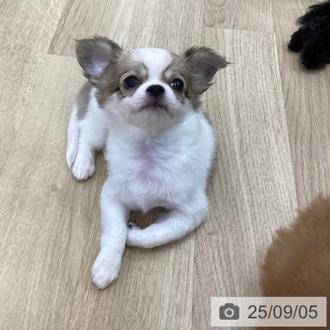 チワワの写真