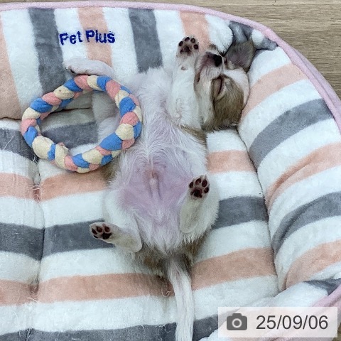 チワワの写真