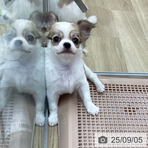 チワワの写真