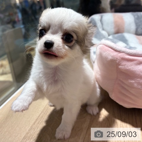チワワの写真