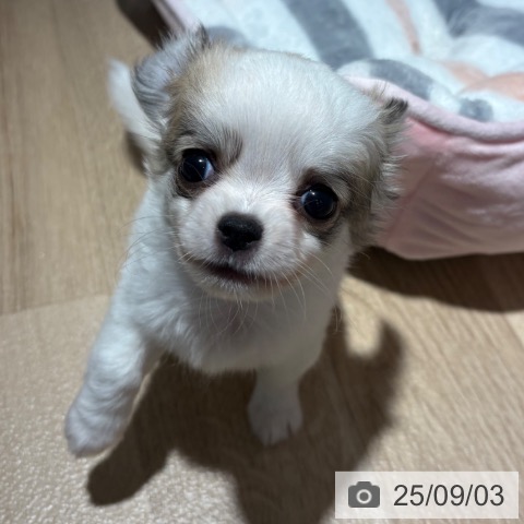 チワワの写真