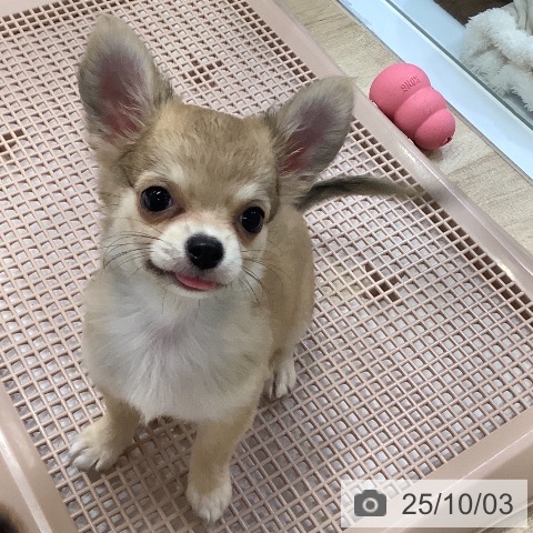 チワワの写真