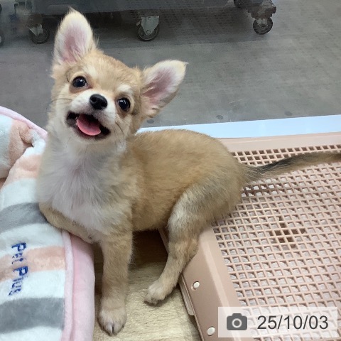 チワワの写真