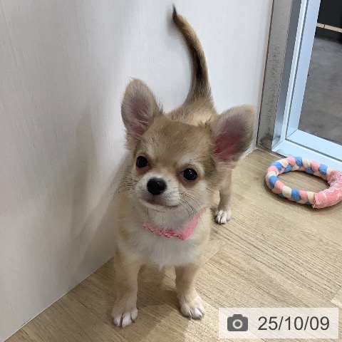 チワワの写真