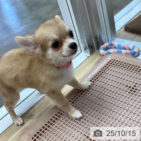 チワワの写真